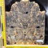 Buckeye Burl Guitar Top Set