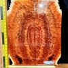 Australian Red Box Burl Guitar & Bass Bookmatched Top Set