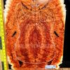 Australian Red Box Burl Guitar & Bass Bookmatched Top Set