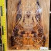 Elm Burl Bookmatched Guitar & Bass Top Set