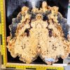 Buckeye Burl bookmatched guitar top set