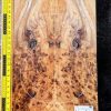 Elm Burl Bookmatched Guitar & Bass Top Set