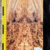 Elm Burl Bookmatched Guitar & Bass Top Set