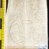 Flame Maple Bookmatched guitar & Bass Top Set