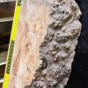 Burr Elm Resin Casting Piece
