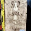 5A Poplar Burl Bookmatched Top Set