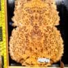 Australian Yellow Box Burl Bookmatched Guitar Top Set