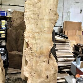 Poplar Burl Slab